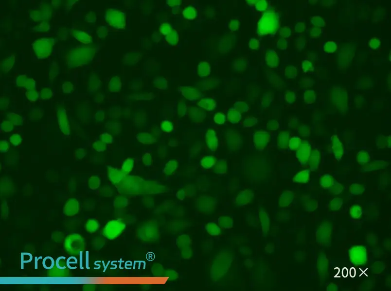 AGS-LUC-EGFP Cell Complete Medium - small - 6