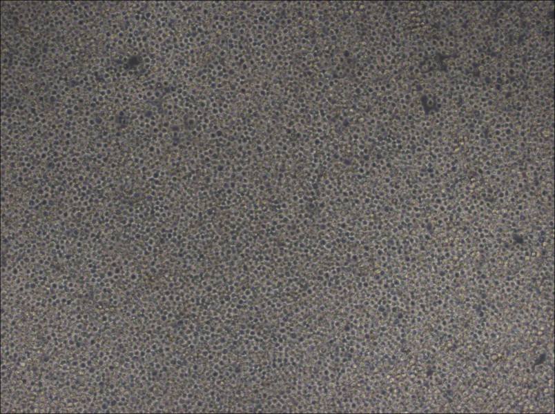 MOLM-13 Cell Complete Medium-searchlist-1