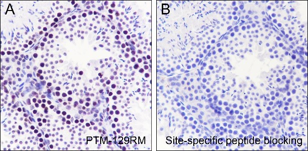Recombinant Histone H3 (Acetyl Lys64) Monoclonal Antibody-searchlist-2