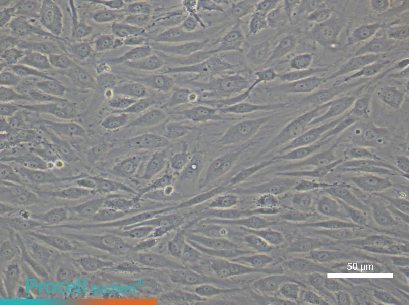 Human Dermal Microvascular Endothelial Cell Complete Medium - 5