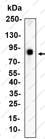 Recombinant HIF-1β Monoclonal Antibody - 1