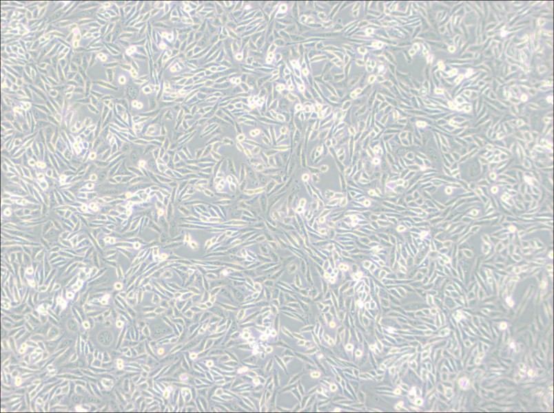 CHO-K1 Cell Complete Medium - 2