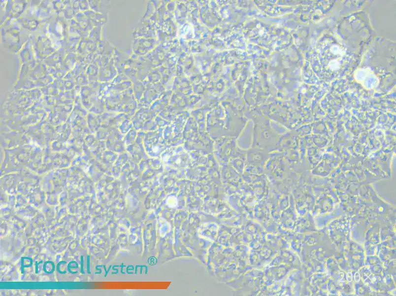 MUG-Chor1 Cell Complete Medium - small - 6