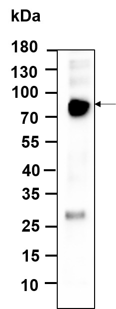 Recombinant FRS2 Monoclonal Antibody-searchlist-1