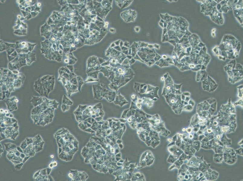 NCI-H1395 Cell Complete Medium-searchlist-1