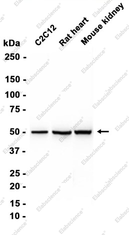 Recombinant AdSS 2 Monoclonal Antibody - 2