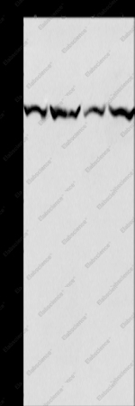 MCM3 Polyclonal Antibody - 1