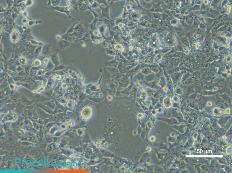 HL-1 Cell Complete MediumHL-1 Cell Complete Medium - 4
