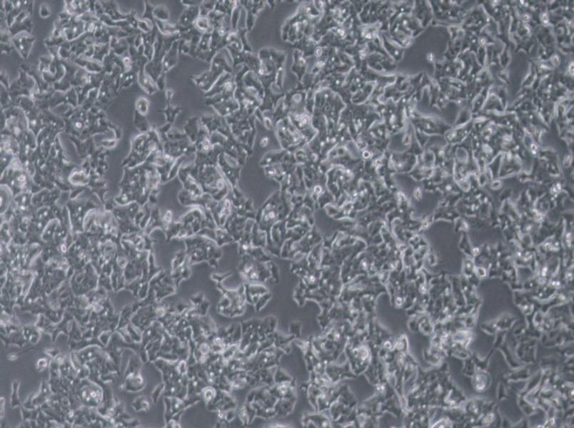 LS180 Cell Complete MediumLS180 Cell Complete Medium - 2