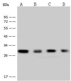 CTLA-4 Monoclonal Antibody-searchlist-1