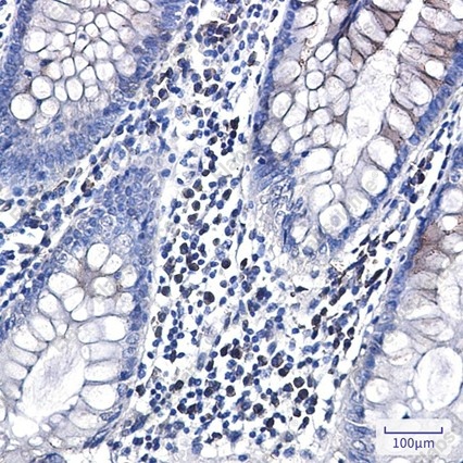 Recombinant CLSTN1 Monoclonal Antibody - 4