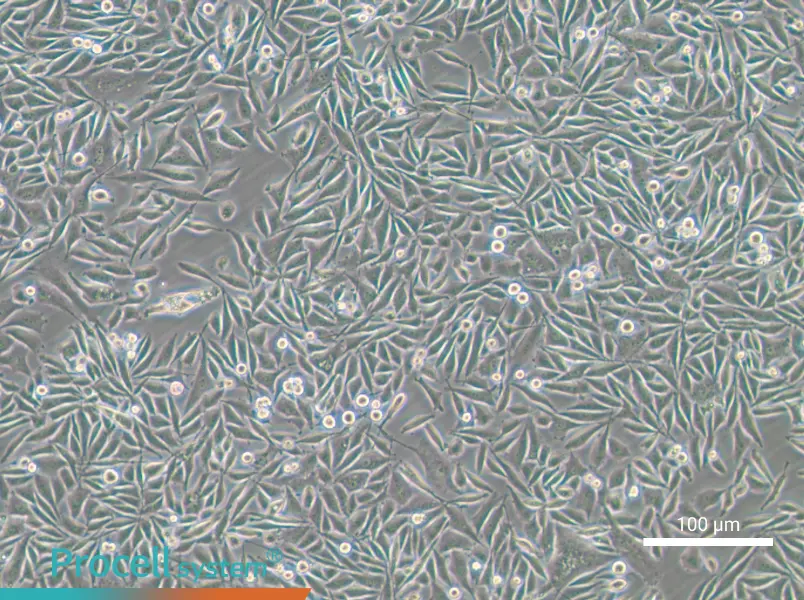PC-3-GFP - 6