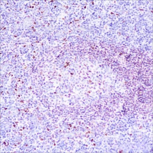 Recombinant PU.1 Monoclonal Antibody - small - 2