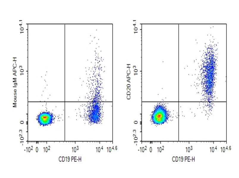 Human peripheral blood lymphocytes were stained with 0.2 ug Purified Anti-Human FMC7 Antibody[FMC7] (Right) and 0.2 ug Mouse IgM, &kappa; Isotype Control (Left), followed by APC-conjugated Goat Anti-Mouse IgM Secondary Antibody, then anti-Human CD19 PE-conjugated Monoclonal Antibody.
