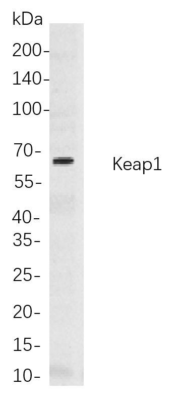 Recombinant Keap1 Monoclonal Antibody-searchlist-1