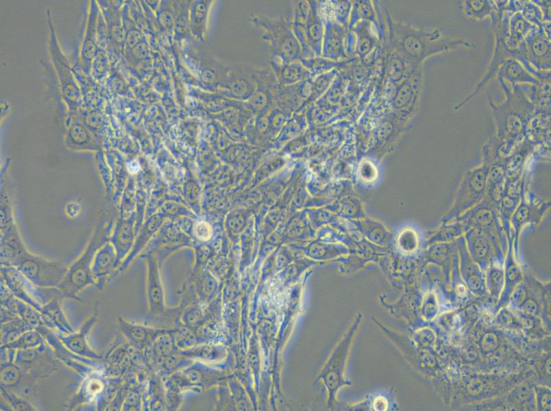 Bewo Cell Complete Medium - small - 6