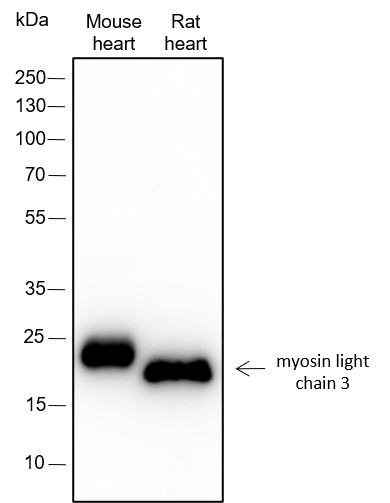 Recombinant Myosin Light Chain 3 Monoclonal Antibody-searchlist-1