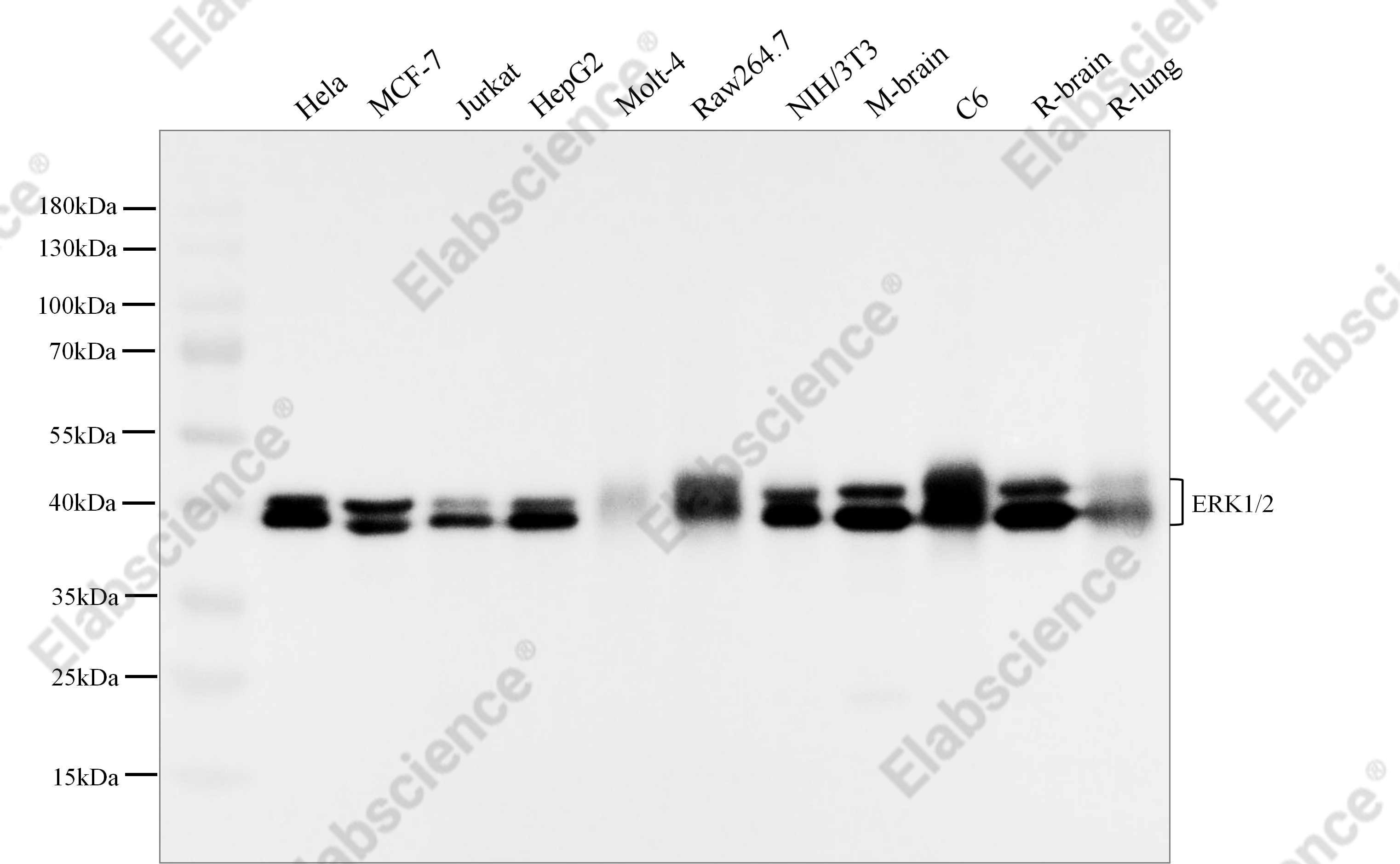Recombinant ERK1/2 Monoclonal Antibody - 1