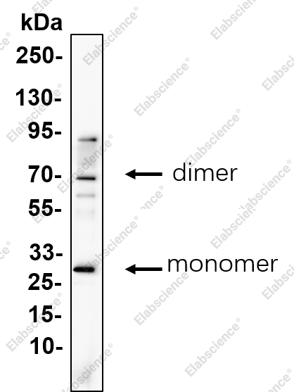 Recombinant BST-2 Monoclonal Antibody - 2