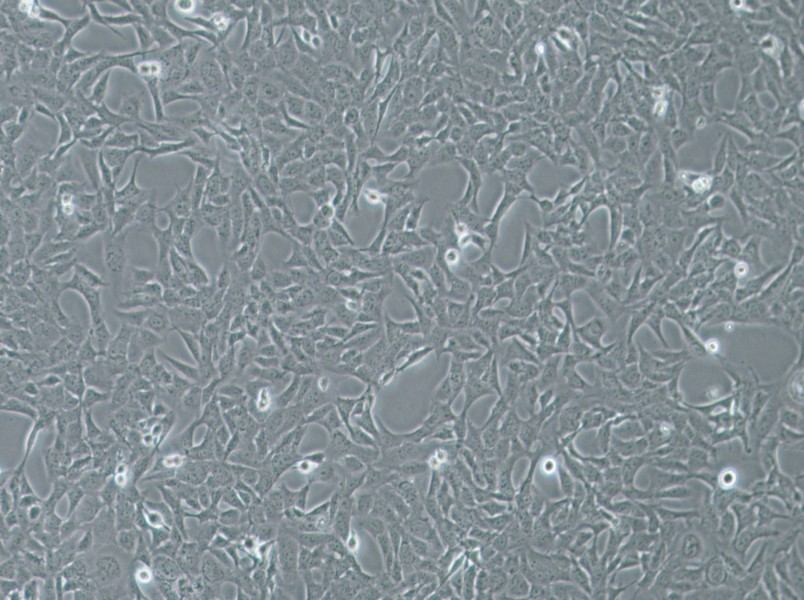 HTR-8-Svneo Cell Complete Medium-searchlist-1