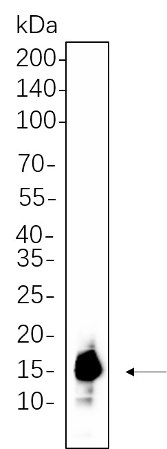 Recombinant Histone H3 (Acetyl Lys9) Monoclonal Antibody-searchlist-1