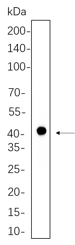 Recombinant Phospho-PRAS40 (Thr246) Monoclonal Antibody-searchlist-1