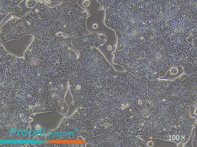 SW1116 (DMEM) Cell Complete MediumSW1116 (DMEM) Cell Complete Medium - 2