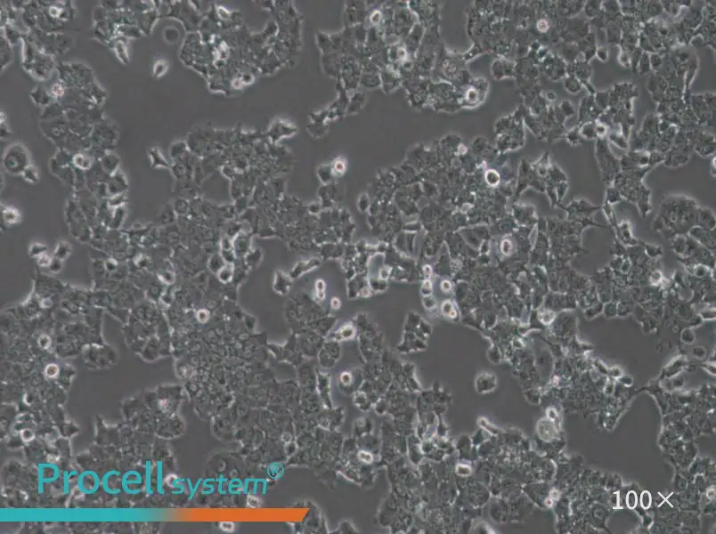 NCI-H1573 Cell Complete Medium - 2