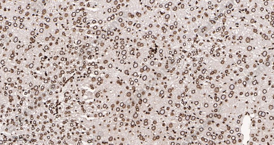 Recombinant Lamin B1 Monoclonal Antibody - 3