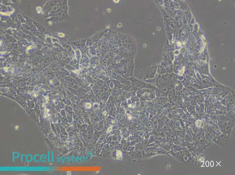 LCLC-97TM1 Cell Complete Medium - 6