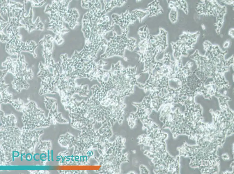 SW620 (DMEM) Cell Complete Medium - 2