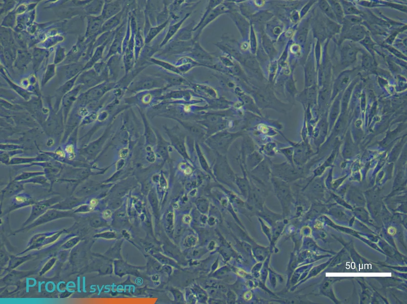 Rat Gingival Fibroblasts - 5