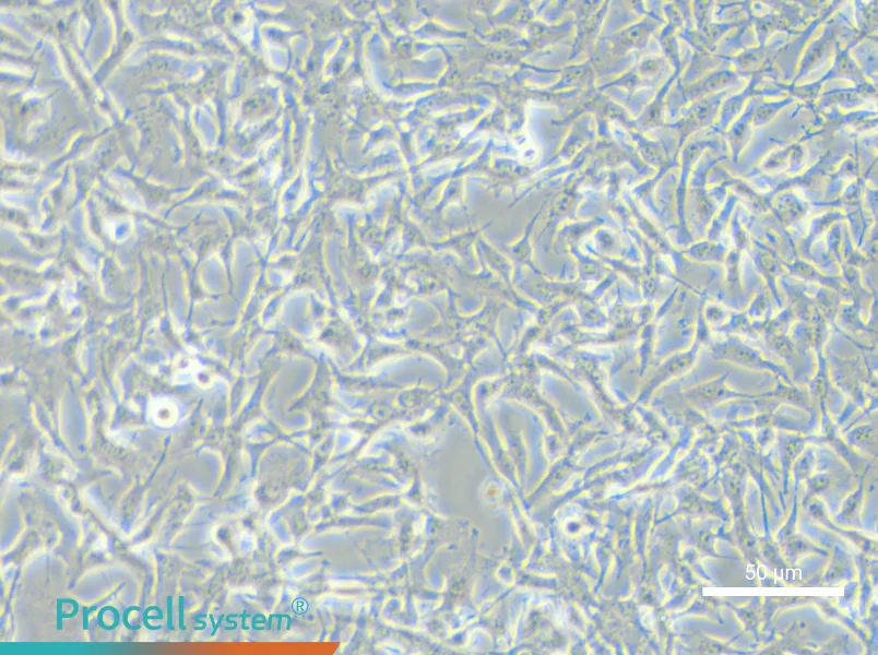 B16-F10 Cell Complete Medium - small - 6