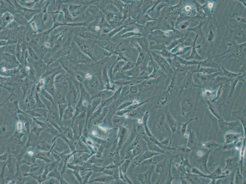 MiCl1 (S+L-) Cell Complete Medium - 4