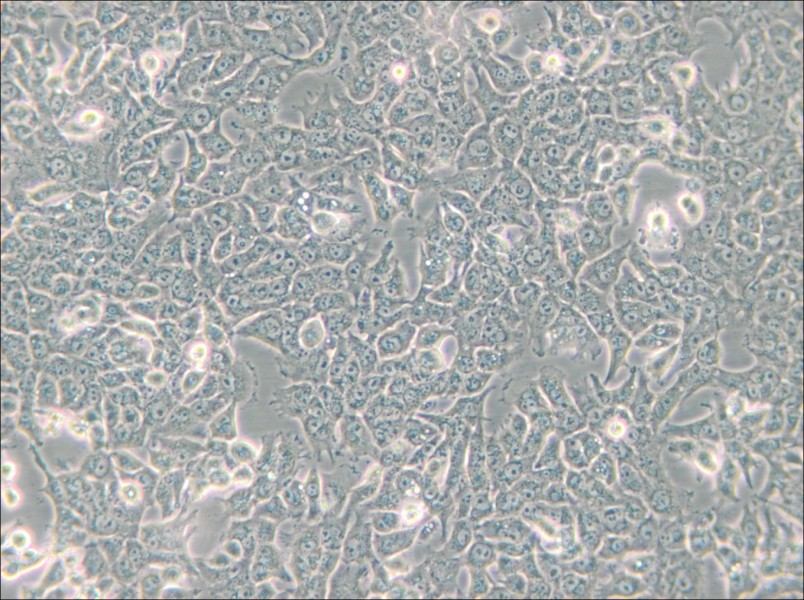 SN12C Cell Complete Medium - 5