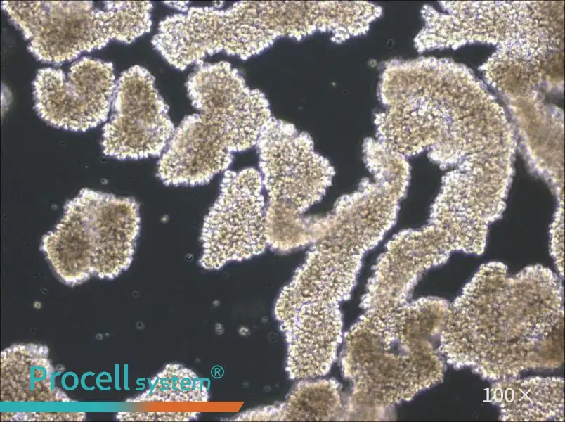 C8166 Cell Complete MediumC8166 Cell Complete Medium - 3