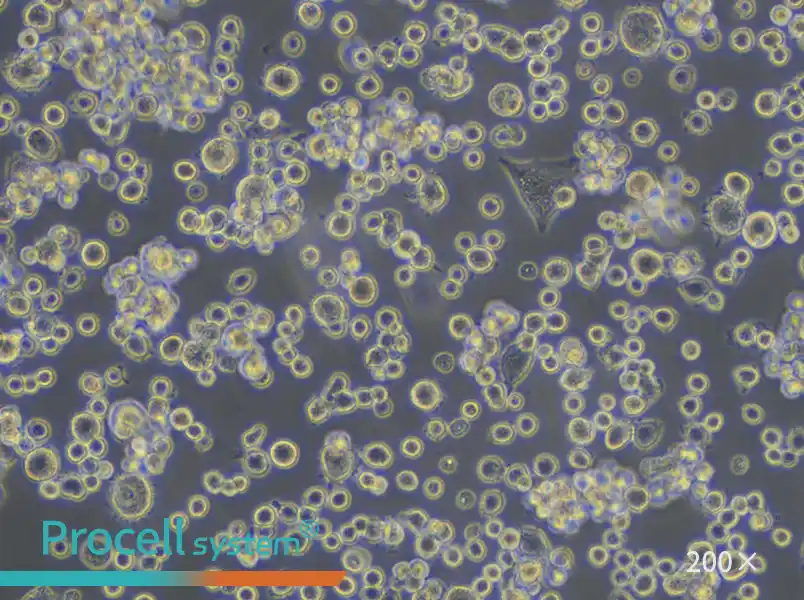 NR8383 Cell Complete Medium - small - 5