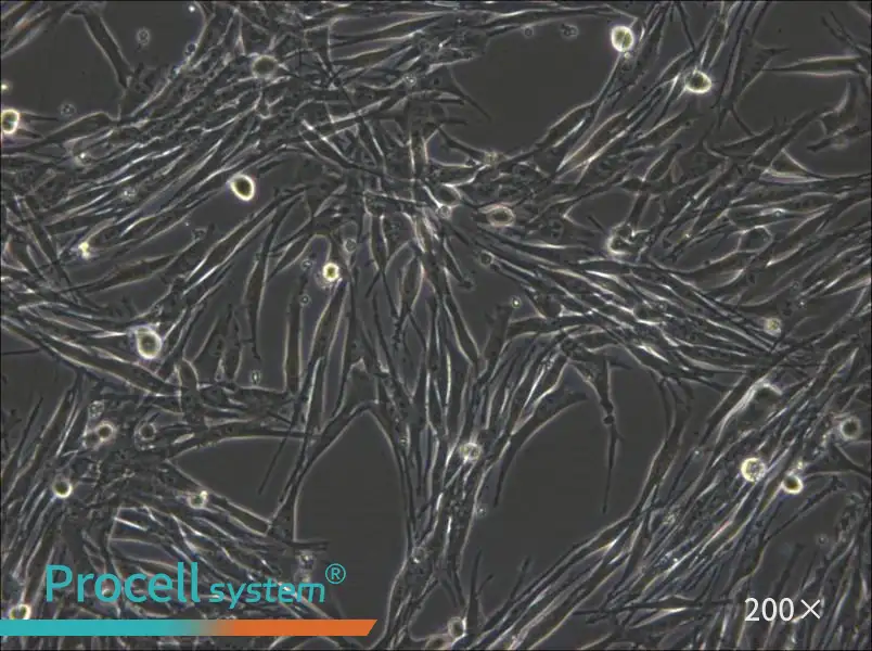 MeWo Cell Complete Medium - small - 5