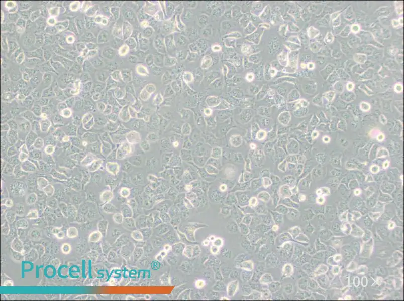 NCI-H661 Cell Complete Medium - 1