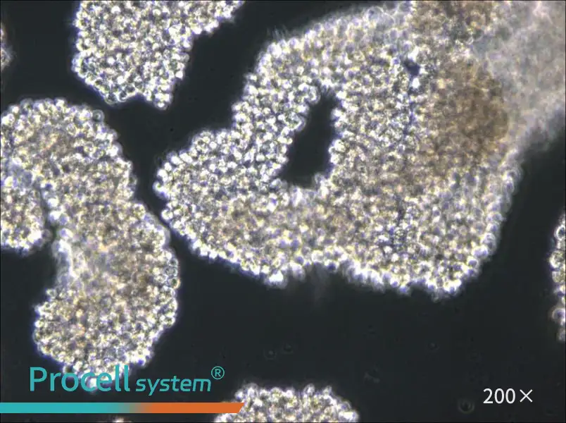 C8166 Cell Complete Medium - 4