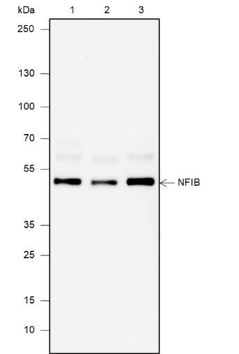 Recombinant NFIB Monoclonal Antibody-searchlist-1