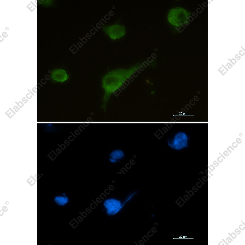 Recombinant Syntrophin alpha 1 Monoclonal Antibody - 2