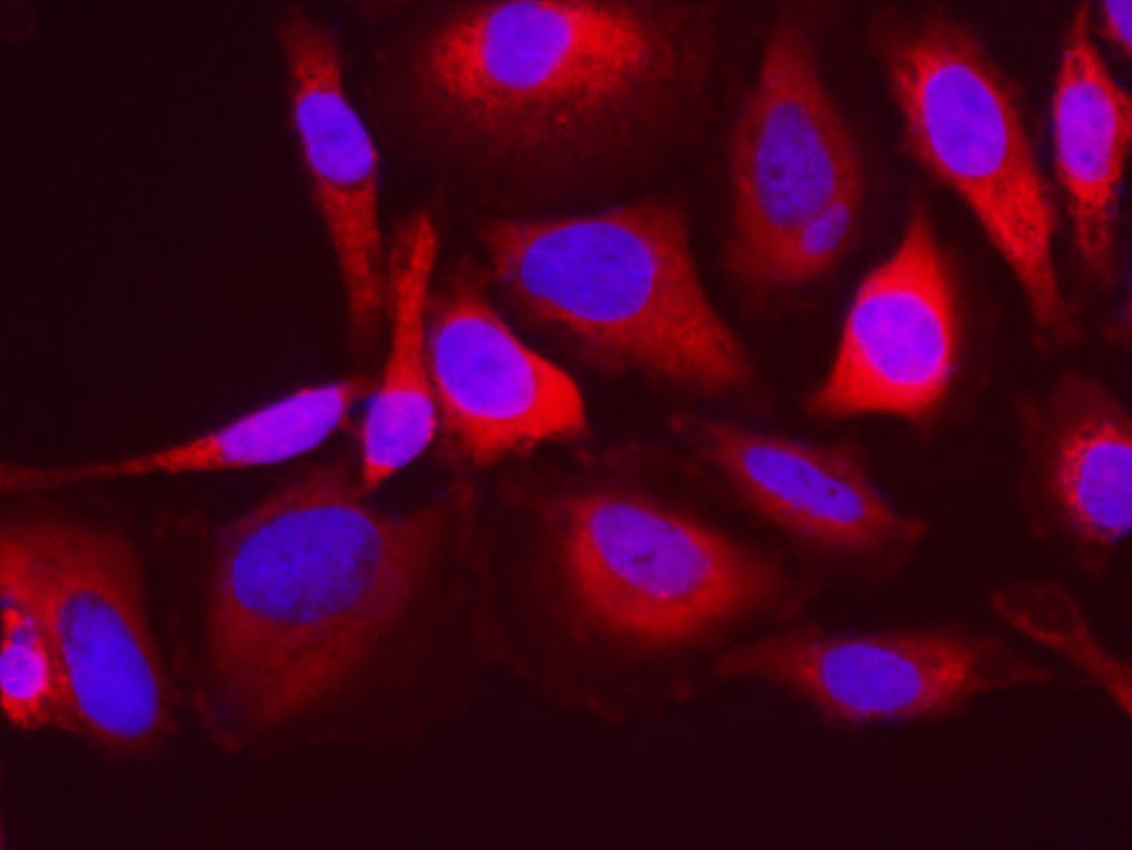 Purified Anti-Mouse CD3 Antibody[17A2]-产品推荐-3