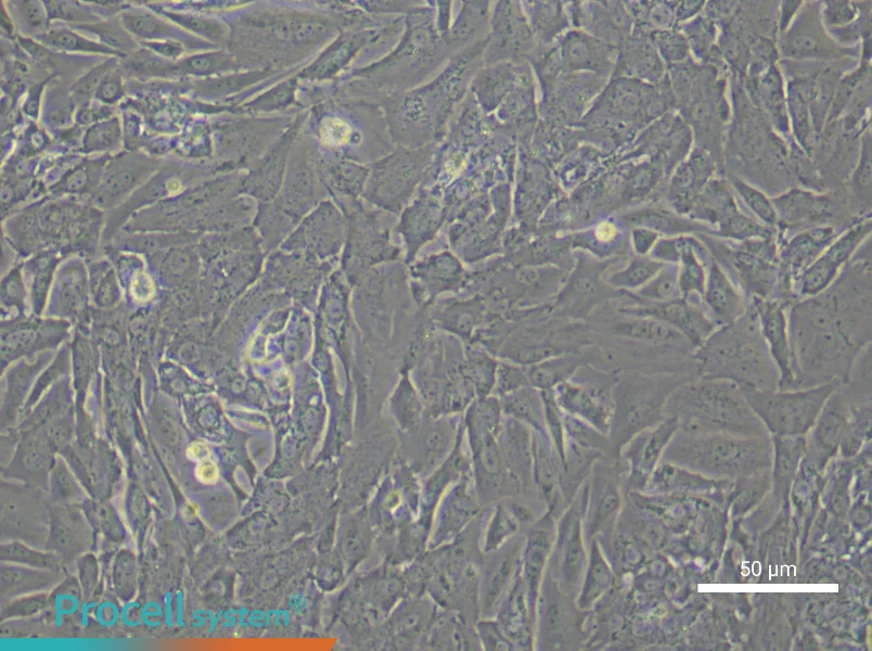Mouse Ovarian Fibroblast Complete Medium - small - 4