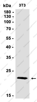 Recombinant HMG4 Monoclonal Antibody - 1
