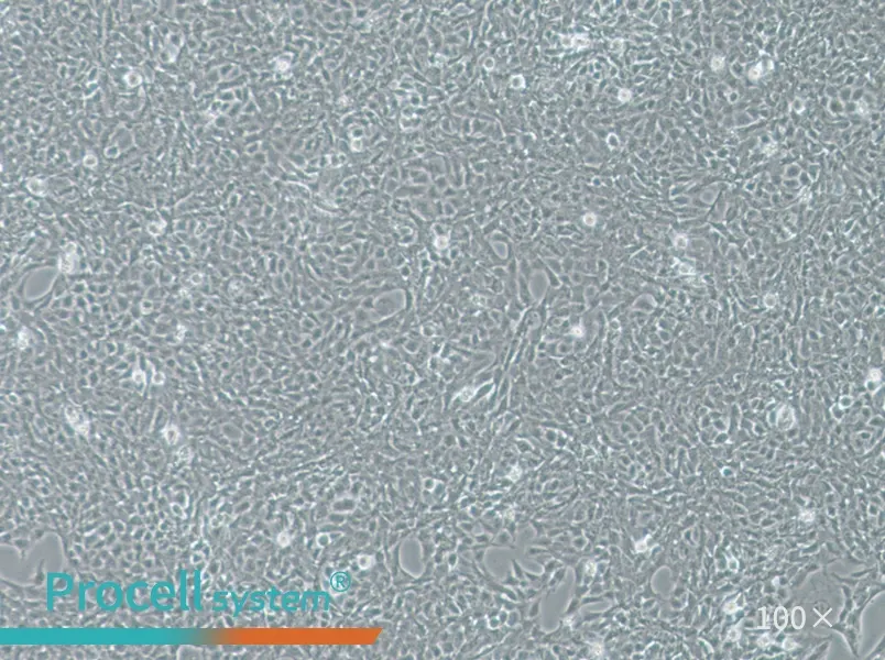 V79 Cell Complete Medium - 1