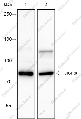 Recombinant SIGIRR Monoclonal Antibody - 1