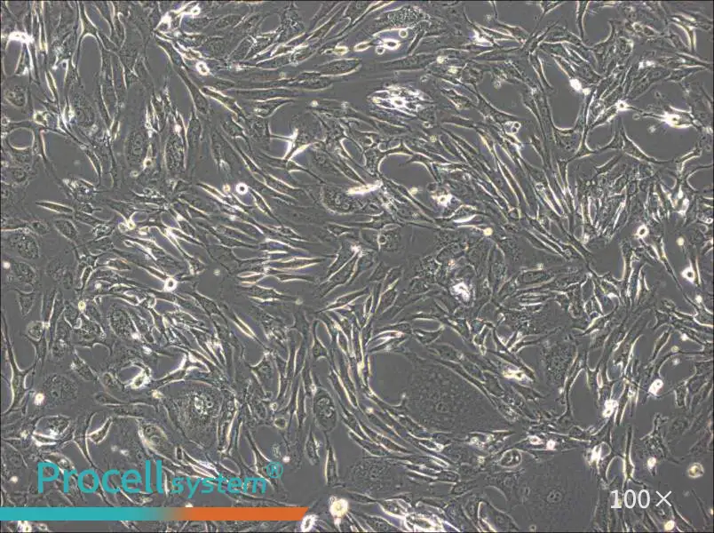 FRhK-4 Cell Complete Medium - 3