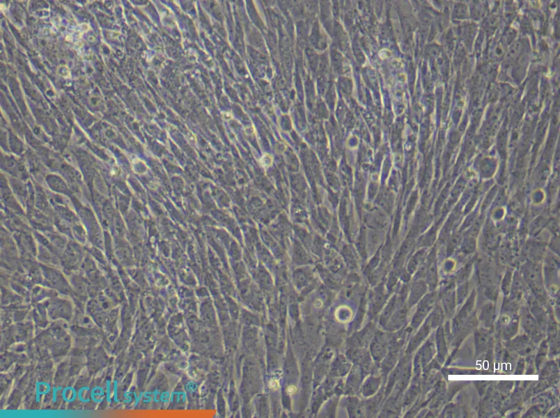 Mouse Ovarian Granulosa (Primary cell immortalization) Cell Complete MediumMouse Ovarian Granulosa (Primary cell immortalization) Cell Complete Medium - 4