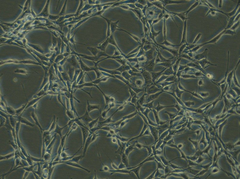 Psi2 DAP Cell Complete Medium - 4